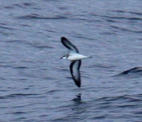 �ڳ�Բβ�׵�ͼƬ