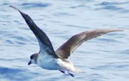 ��ý�Բβ�׵�ͼƬ