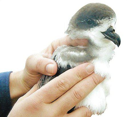 百慕大圆尾鹱 百慕大圆尾鹱的图片