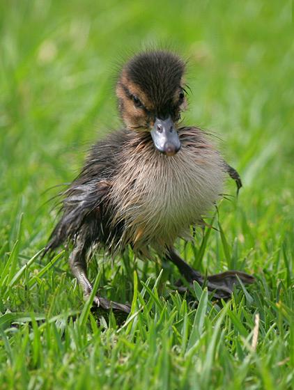 ����ǱѼ������