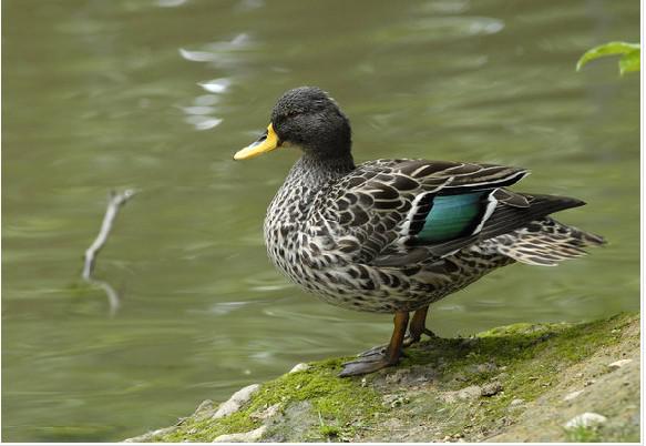 ���޻���Ѽ��ͼƬ