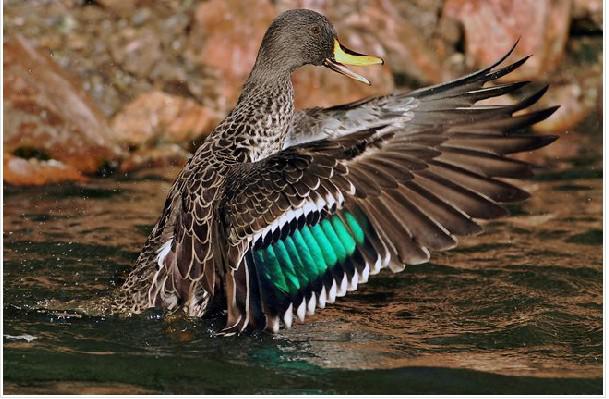 ���޻���Ѽ