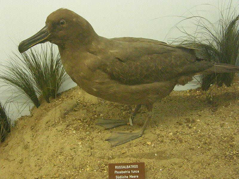 乌信天翁 乌信天翁的图片