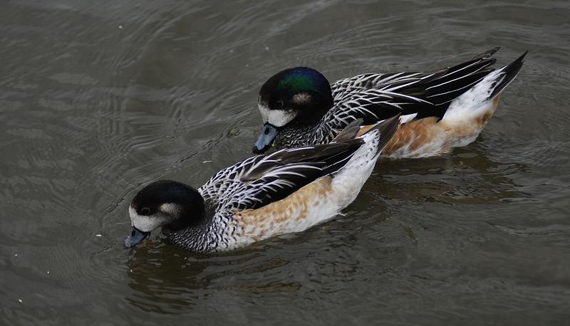 黑白斑胸鸭 黑白斑胸鸭的图片