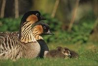 �����ĺ���