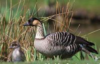 �����ĺ���