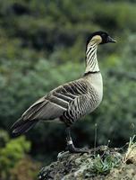 �����ĺ���