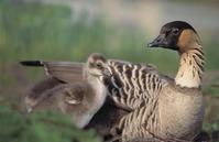 �����ĺ���