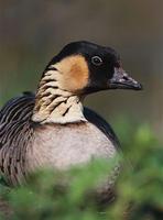 �����ĺ���