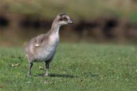 �����ĺ���