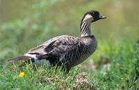 �����ĺ���