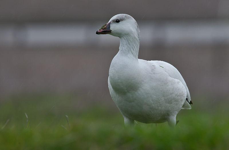 ϸ�����ͼƬ