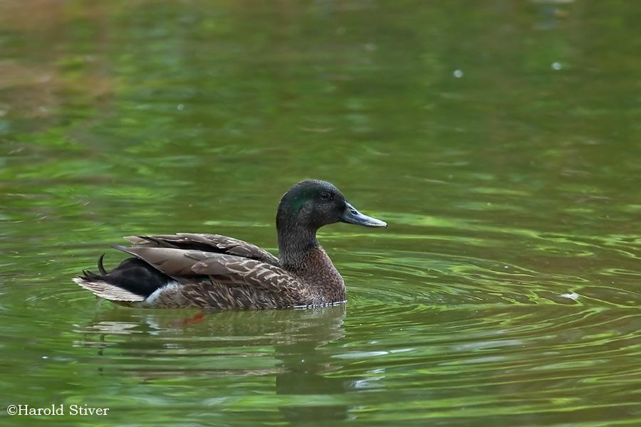 ������Ѽ