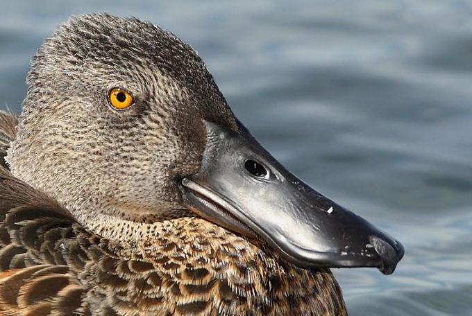 �ڶ�����Ѽ��ͼƬ