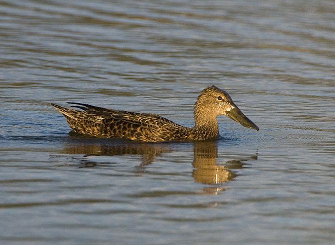 �ڶ�����Ѽ