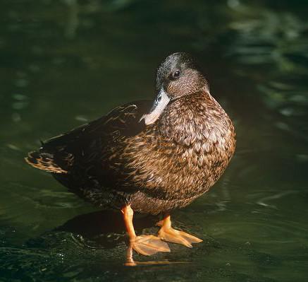 ������Ѽ