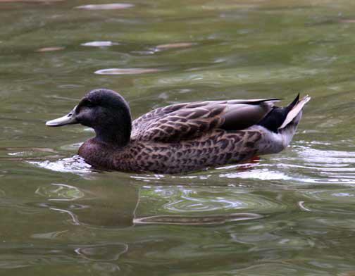 ������Ѽ