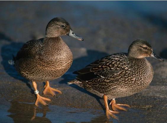 ������Ѽ