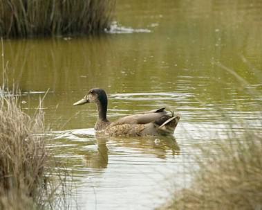 ������Ѽ