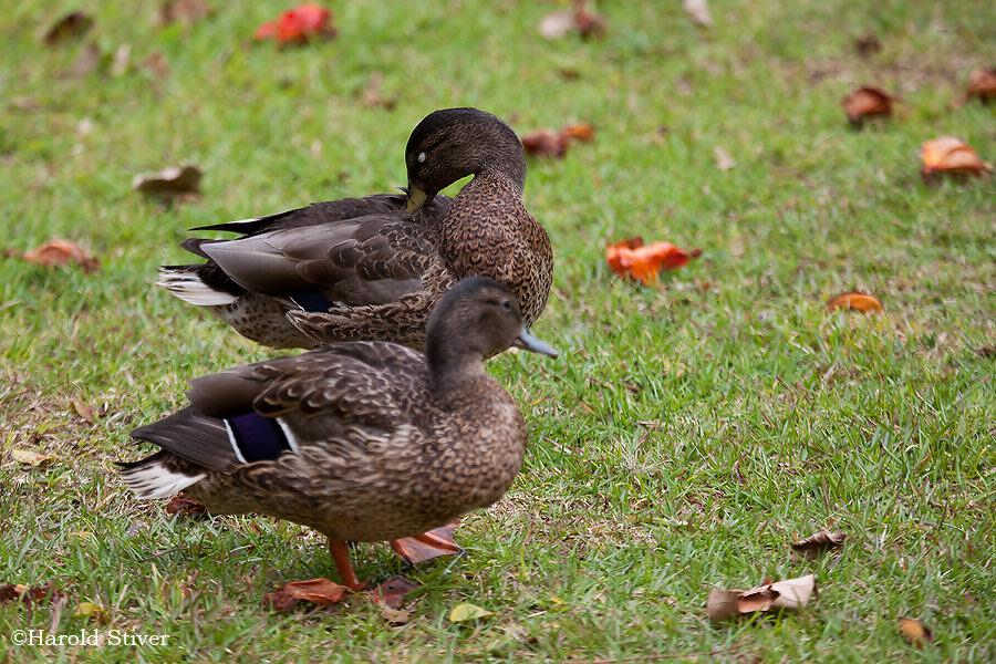 ������Ѽ