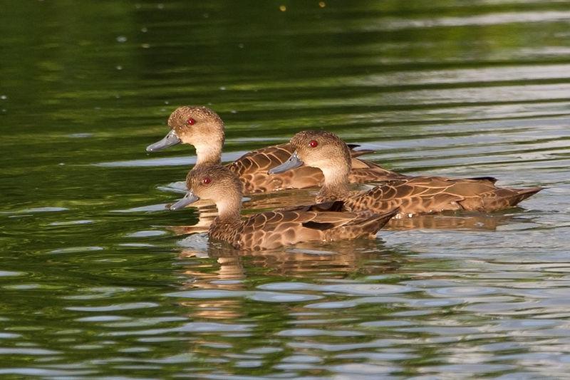 爪哇灰鸭 爪哇灰鸭的图片