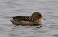 斑头鸭 斑头鸭的图片