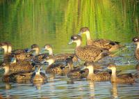 ������Ѽ