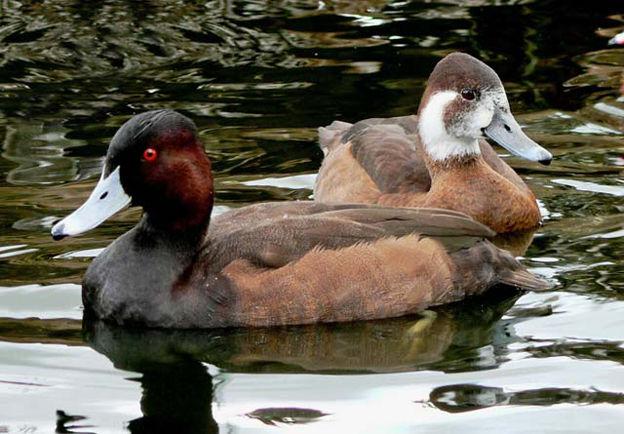 ����ǱѼ��