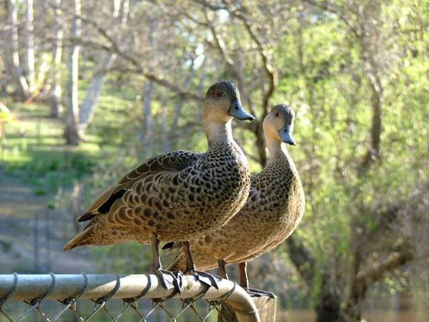 Ѽ������Ѽ