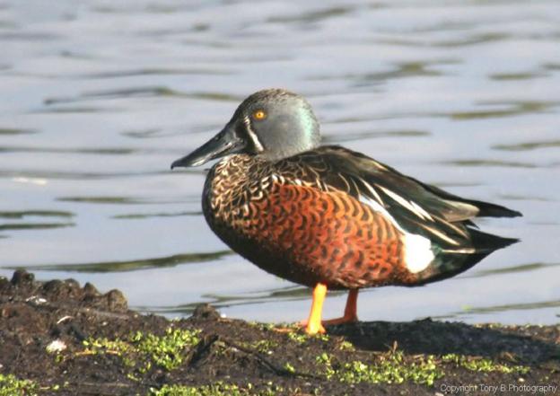 Ѽ��������Ѽ