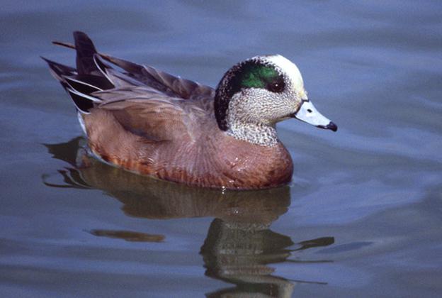 Ѽ������üѼ