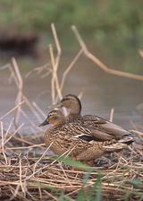 ������Ѽ