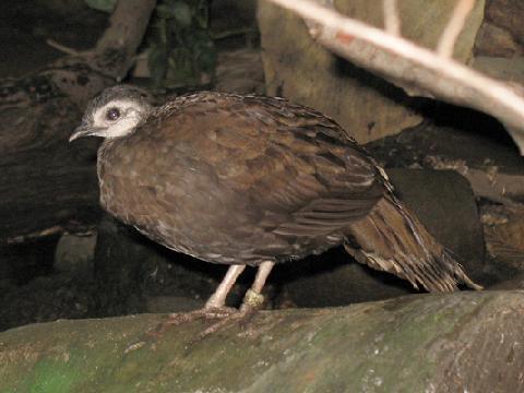 ��������ȸ��