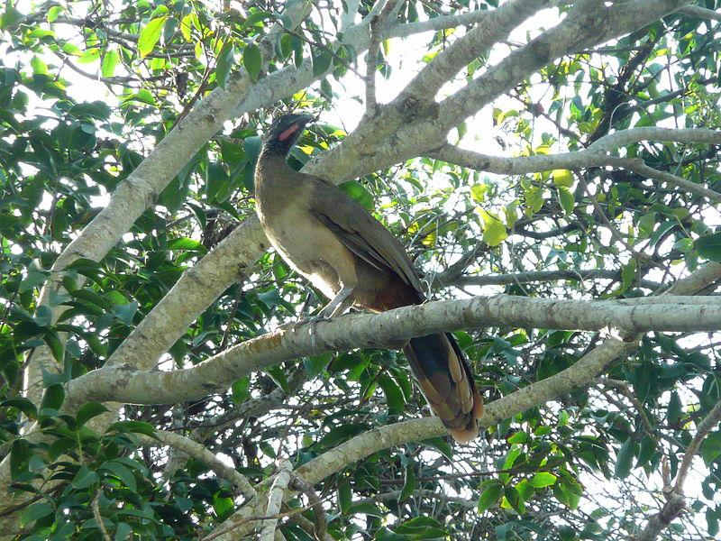 ����С������ͼƬ