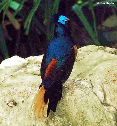 凤冠火背鹇 凤冠火背鹇的图片