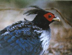 ��β����