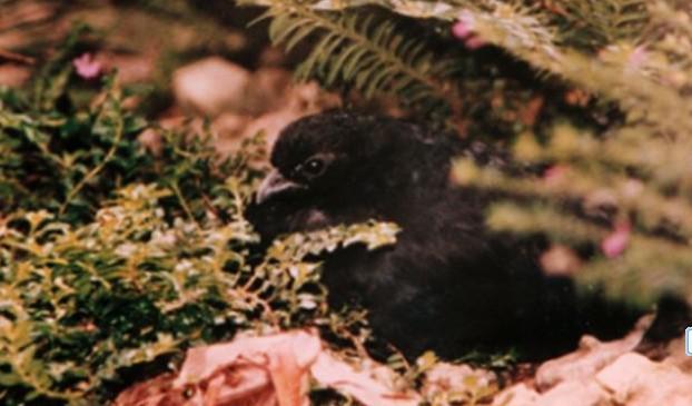 黑鹑 黑鹑的图片