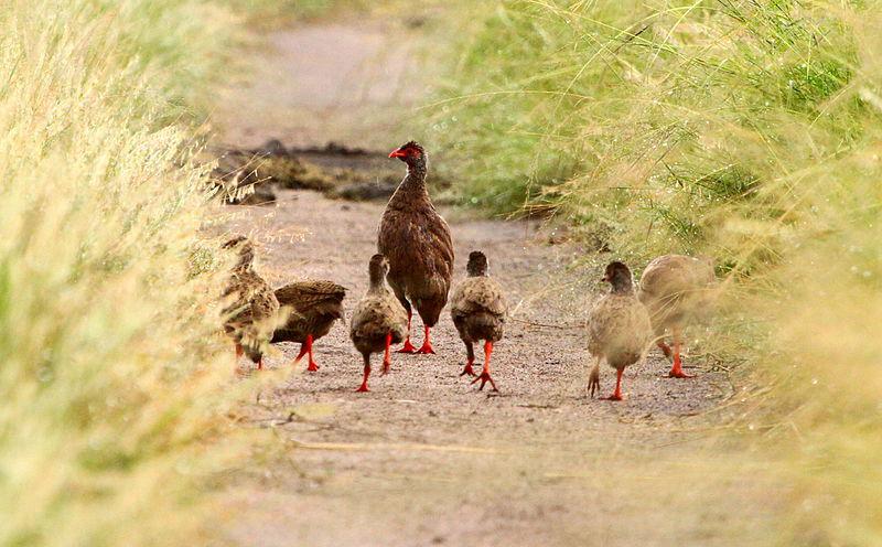 艳鹧鸪 艳鹧鸪的图片
