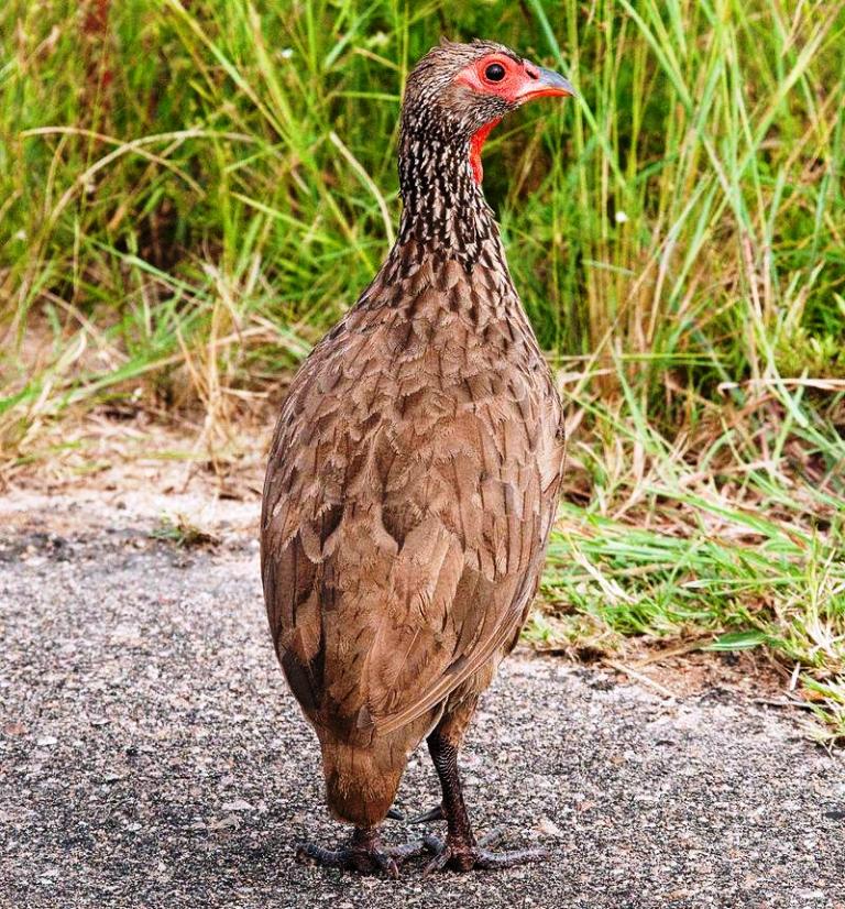 ˹������ͼƬ