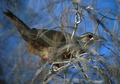褐拟鹑 褐拟鹑的图片