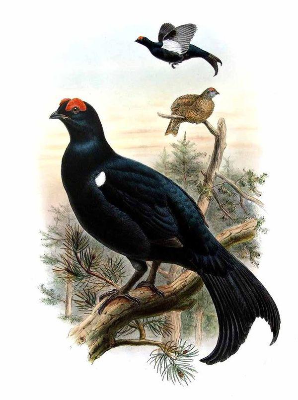 高加索黑琴鸡 高加索黑琴鸡的图片