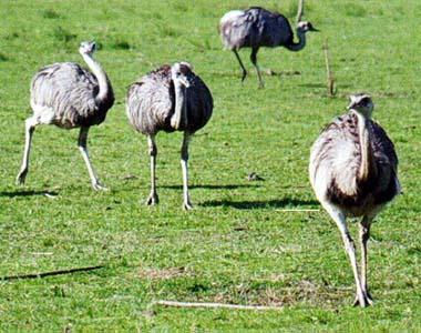 С������