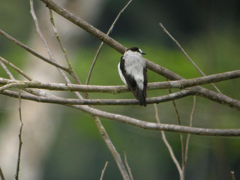 特岛鸲鹟 特岛鸲鹟的图片