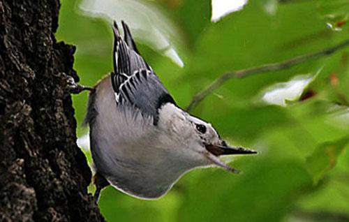 ����ȸ��ͼƬ