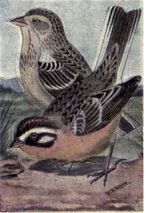 �Ƹ���צ�c