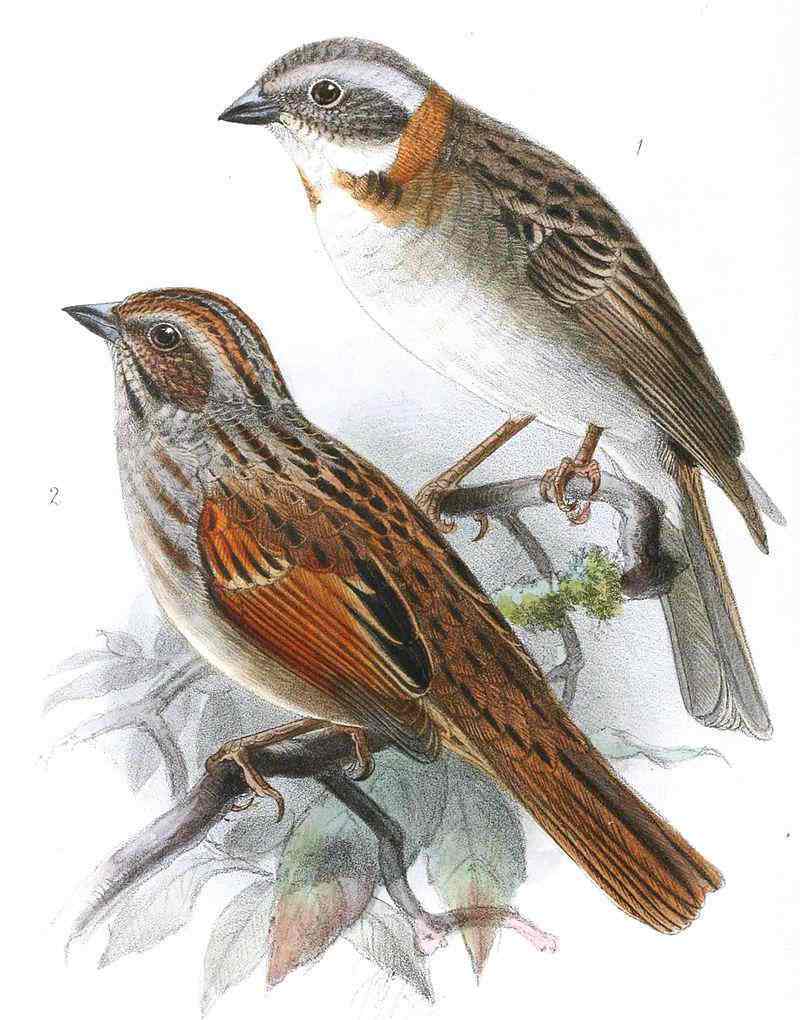 �ƶ���ȸ�c��ͼƬ