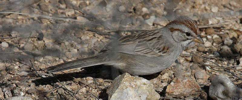 棕翅猛雀鹀 棕翅猛雀鹀的图片