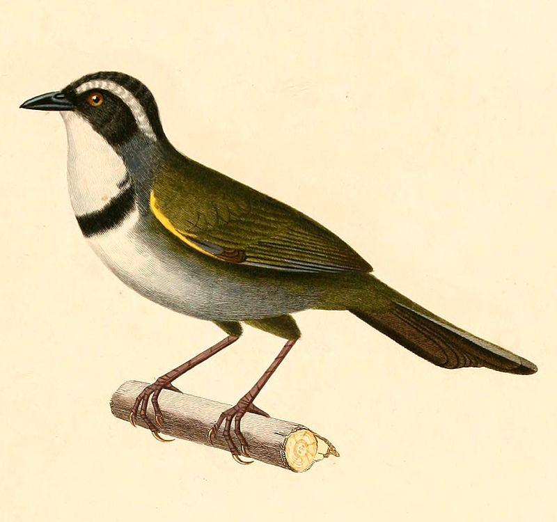 ��ͷ޴ȸ��ͼƬ