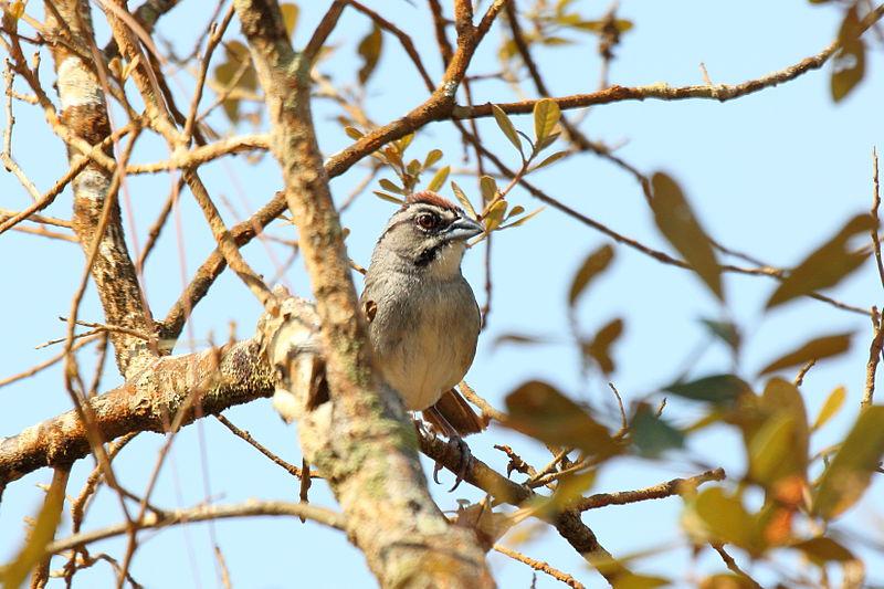 �����ȸ�c��ͼƬ