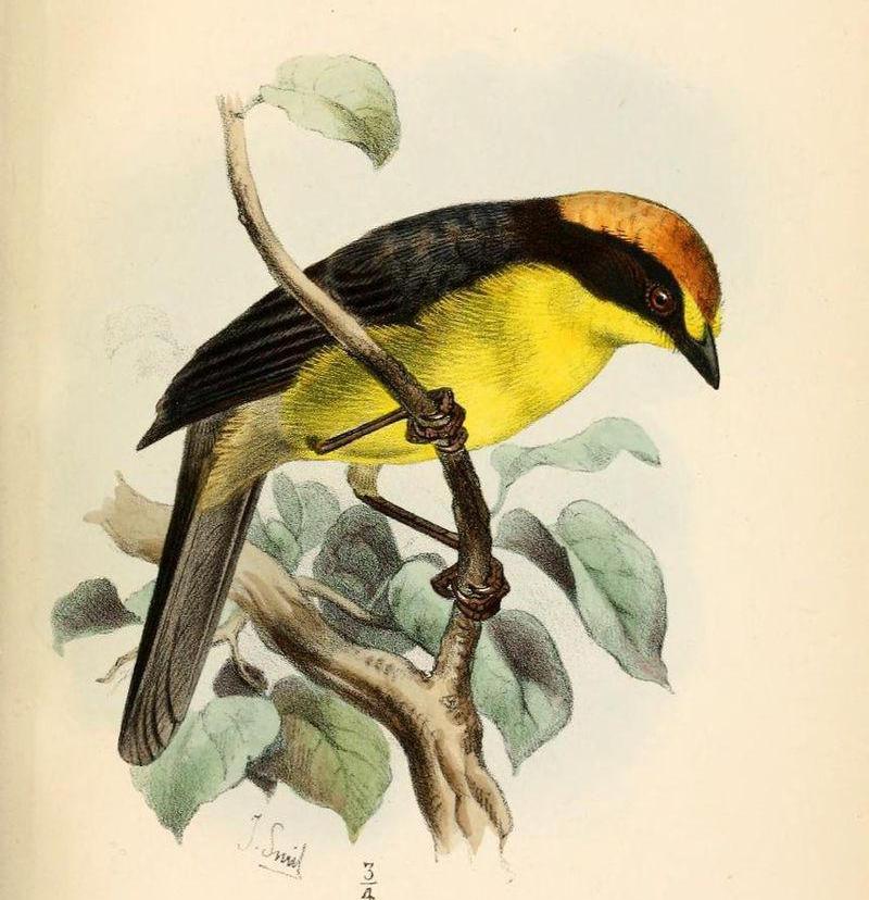 ����޴ȸ��ͼƬ